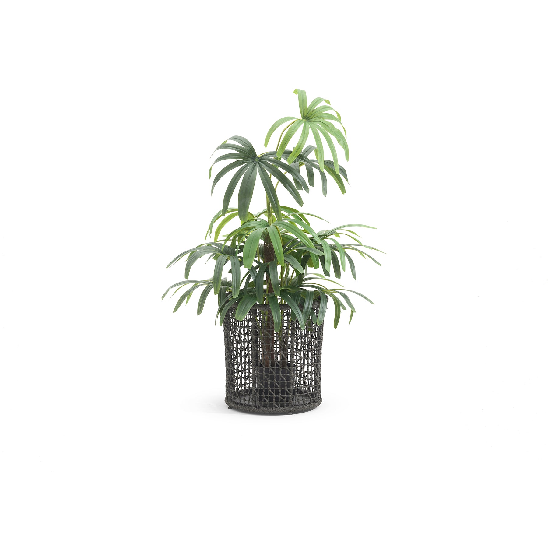 EMMA_FLOWER Potted plant with green leaves in a black woven basket on a white background