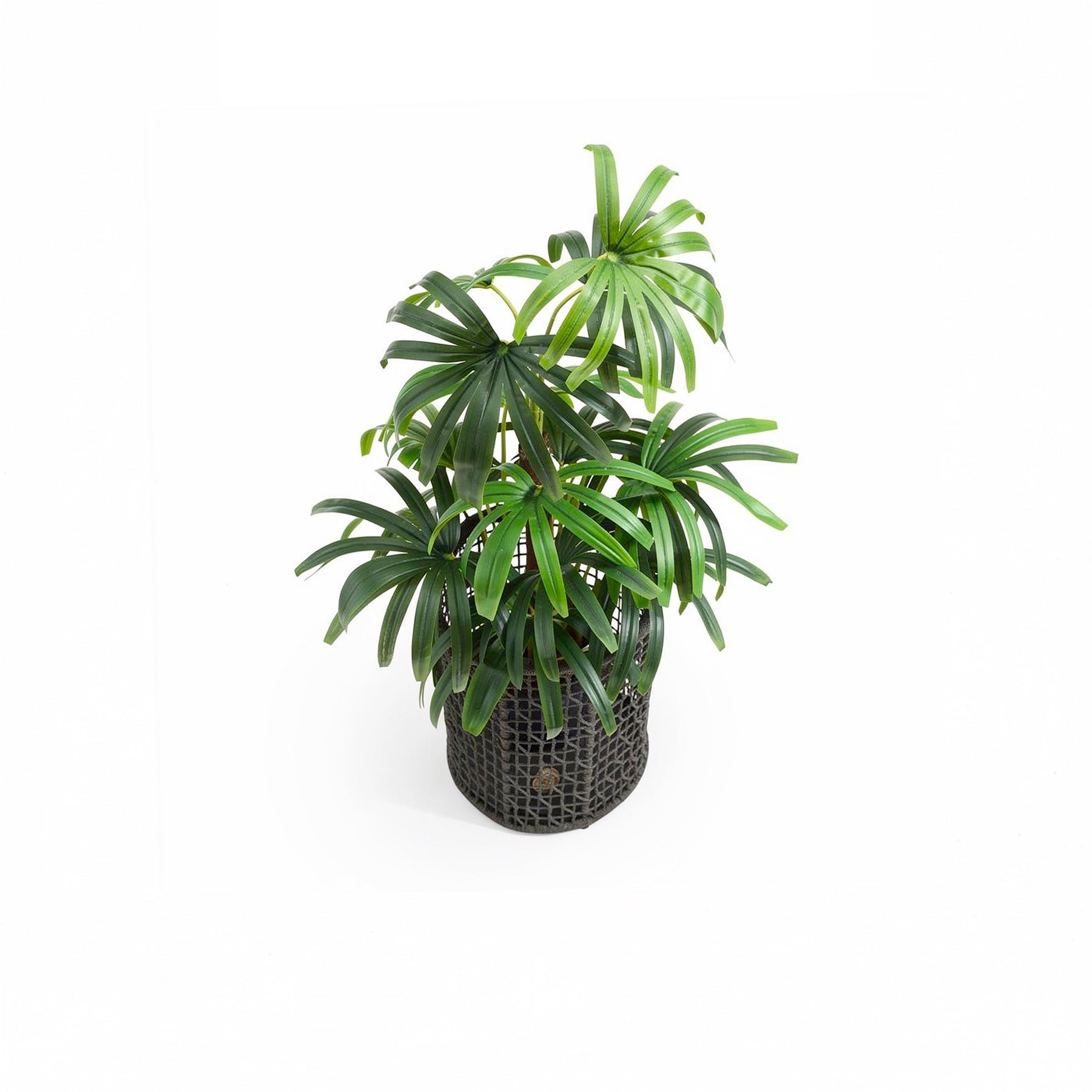 EMMA_FLOWER Potted plant with green leaves on a white background